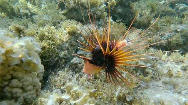 Radial Firefish or Red sea lionfish (Pterois radiata, Pterois cincta) swims above seabed covered with Peacock's tail (Padina pavonica), Brown algae (Sargassum) and Red algae (Liagora viscida) 4K-60fps