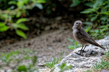 fauvette des jardin 
