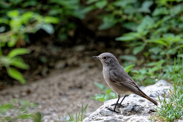 fauvette des jardins 
