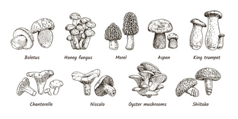 Hand drawn mushrooms collection. 9 types of edible mushrooms. Boletus, Honey fungus, Morel, Aspen, King trumpet, Chanterelle, Niscalo, Oyster mushrooms, Shiitake. Vector illustration.