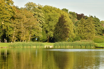 Fototapeta na wymiar Reflet dans l'eau des arbres à feuillage dense aux étangs du parc de Tervuren à l'est de Bruxelles 