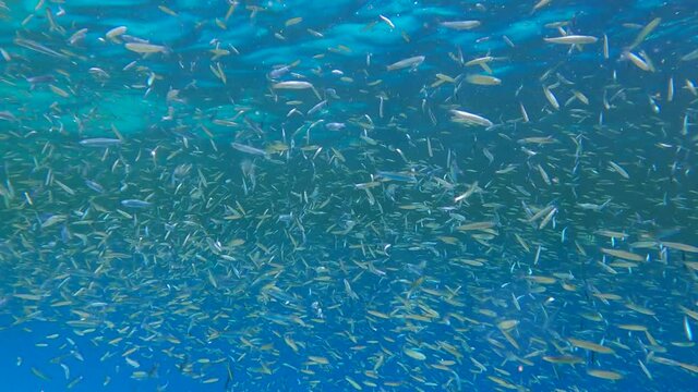 School of small fishes feeds in the surface water rich in plankton. Visually distinguishable plankton-rich water layer (rarely seen phenomenon). 4K-60fps