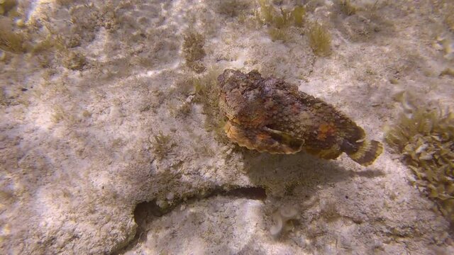 Stonefish slowly swim above sandy seabed among the algae in the sunrays. Reef Stonefish (Synanceia verrucosa). (4K-60fps)