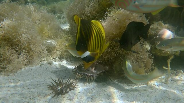 Close-up of tropical fishes of different species eating injured Burrowing Urchin or Rock-Boring Urchin (Echinometra mathaei) lie on the seabed covered with corals and algae. (4K-60fps)