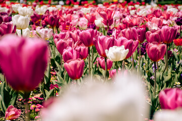 tulips in the garden