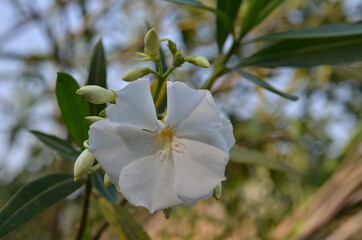 white oleander flower