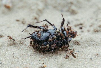 Bug. Ants eat a dead beetle. Macro photography.