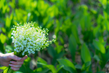 Lilies of the valley. Collect lilies of the valley. Close-up.