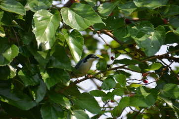 bird on a black mulberry tree