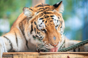 Beautiful striped tiger close up. Circus animal. Wildlife protection