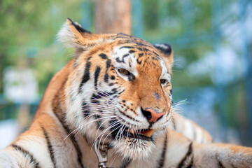Beautiful striped tiger close up. Circus animal. Wildlife protection