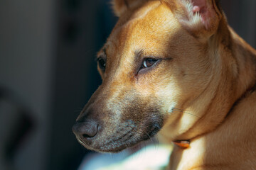 Dog. Portrait of a ginger dog.