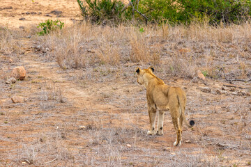 Naklejka na ściany i meble Lion looks hungrily at his prey Kruger Nationalpark South Africa.