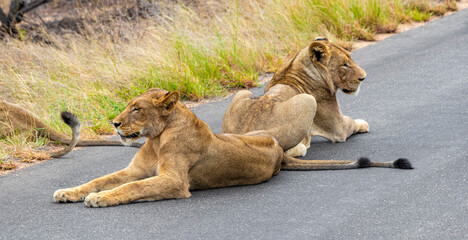 Lions relax on street Kruger National Park Safari South Africa.