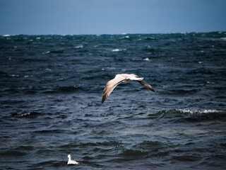 seagull in flight