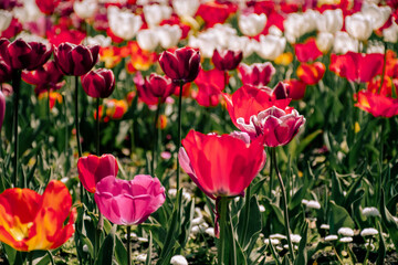 Fototapeta premium red tulips in spring