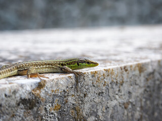 lizard on a wall