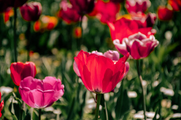 red tulips in spring