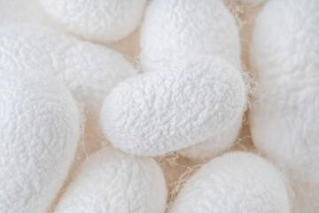 white silkworm cocoons shells, source of silk fabric as a background with selective focus