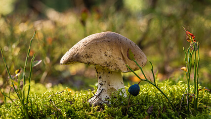 edible porcini mushroom in a forest glade close-up under the light of sunlight with beautiful bokeh