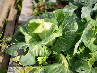 cabbage in the garden
