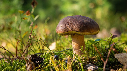 edible porcini mushroom in a forest glade close-up under the light of sunlight with beautiful bokeh