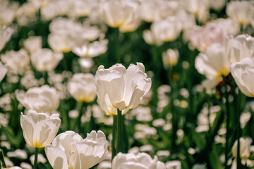 white magnolia flowers