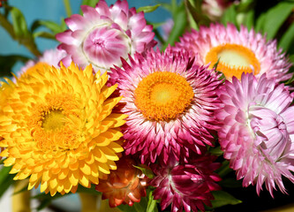 Closeup of vibrant colorful spring bouquet of Australian native Everlasting Daisies, Xerochrysum bracteatum, family Asteraceae. Endemic to all Australian states and territories. Known as Paper daisies
