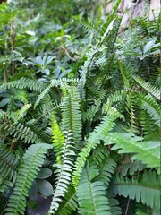 fern leaves