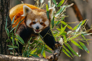 Red panda on the tree with bamboo
