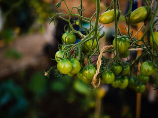 Green Tomatoes