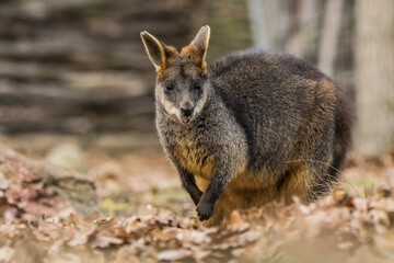 Wallaby on a meadow covered with autumn leaves