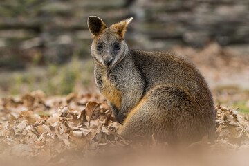 Naklejka na ściany i meble Wallaby on a meadow covered with autumn leaves