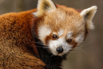 Red panda looking down closeup portrait