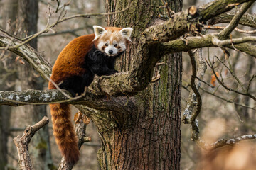 Red panda with  fluffy tail sitting on the branch