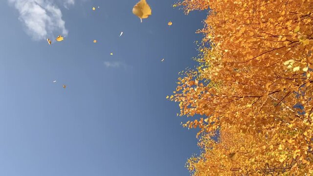 Dry yellow foliage on autumn trees on blue sky background at sunny cool day. Leaf fall time. Beautiful golden birch tree leaves with copy space.