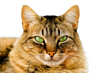 honey colored tabby cat with green eyes resting over white backdrop