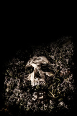 Human skull surrounded by withered flowers with copy space.