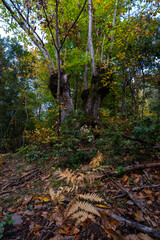chestnut tree with trunk split in half in a v shape in the forest of merli in manlleu between the shadows with a background of autumn leaves on the ground, Catalonia, Spain