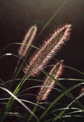 The beautiful bottle brush-like flower spikes of Pennisetum alopecuroides, backlit by the morning sun. Also known as Fountain Grass, foxtail grass or Chinese pennisetum.