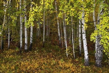 Golden colors of an autumn birch grove in the foothills of the Western Urals