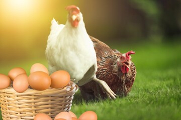 Brown eggs and hen standing on green grass, concept Eggs Fresh from farm