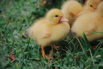 yellow ducklings in the green grass