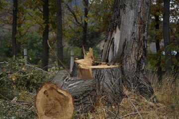 Felled trees in a public park