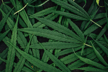 Cannabis leaves (marijuana, weed, ganja or hemp) on a dark background. Pattern of marijuana leaves. Pile of marijuana leaves.