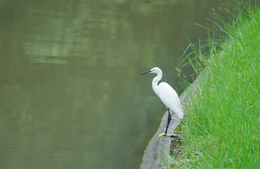 a white egret watching beside the swamp to hunt fish