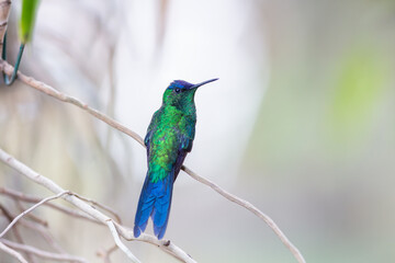 beija-flor-de-fronte-violeta (Thalurania glaucopis)