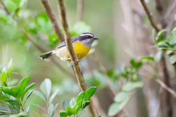 cambacica (Coereba flaveola)