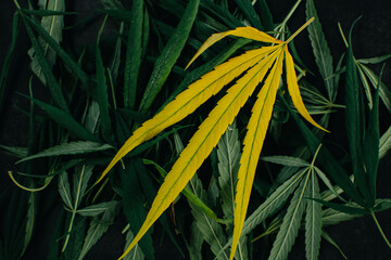 Beautiful yellow cannabis leaf over green cannbis leaves as background for design.