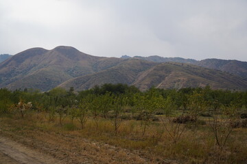 Apple orchard with different varieties in the highlands